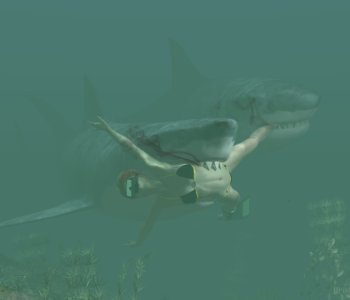 sharks_.jpg